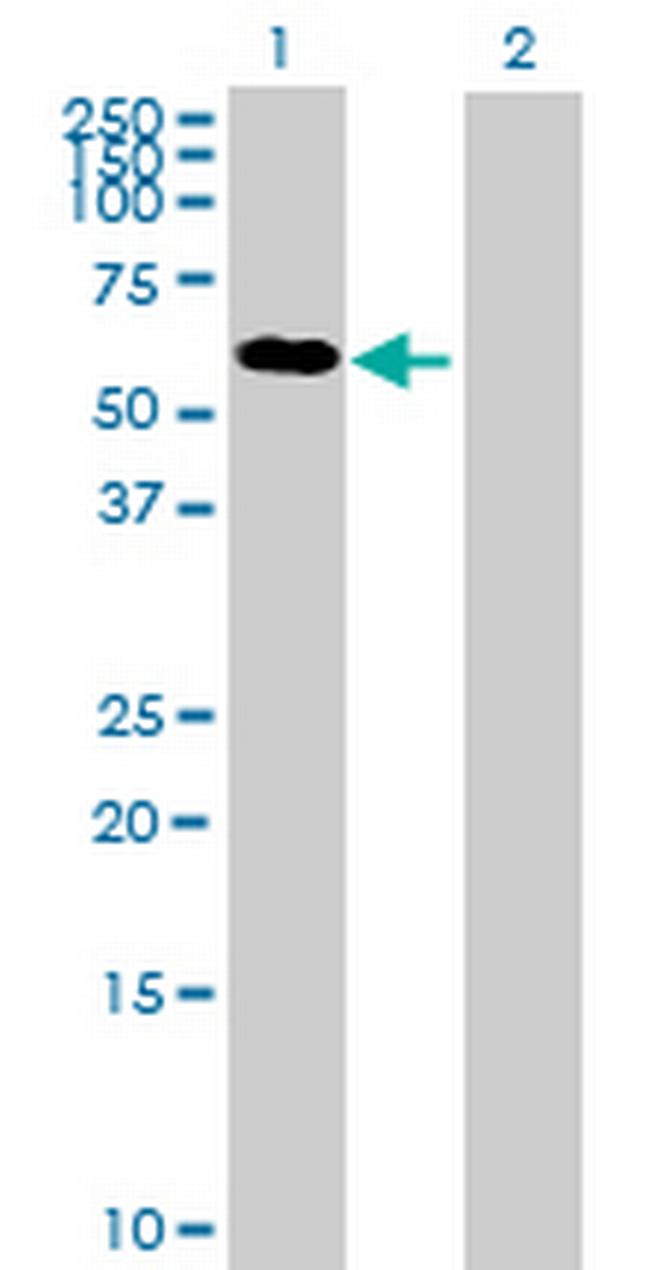 KLC3 Antibody in Western Blot (WB)