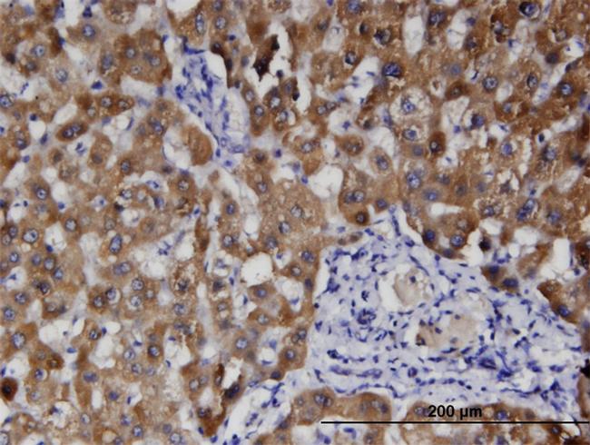 HFE2 Antibody in Immunohistochemistry (Paraffin) (IHC (P))