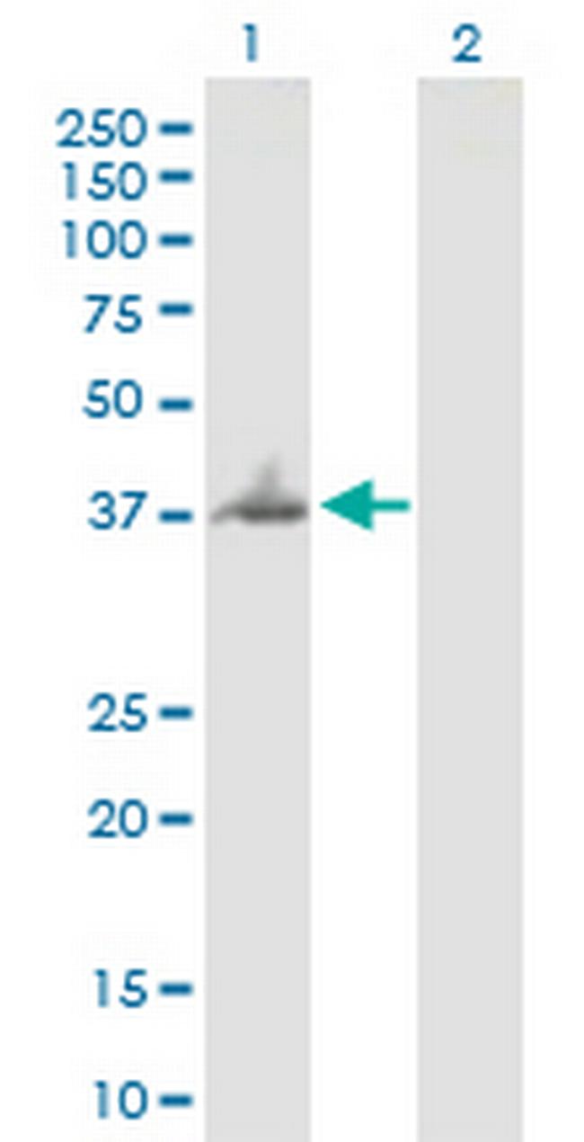 BNIPL Antibody in Western Blot (WB)