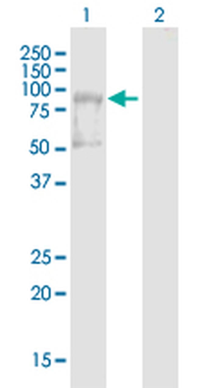 AMOT Antibody in Western Blot (WB)