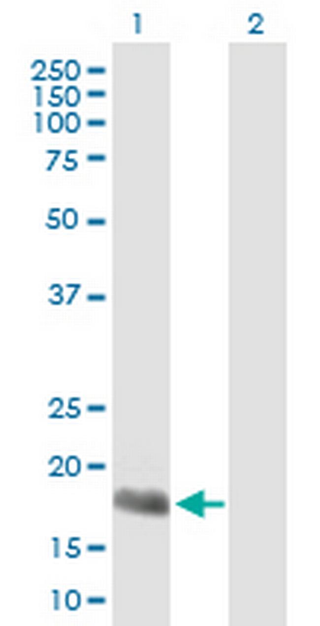 APOBEC3H Antibody in Western Blot (WB)