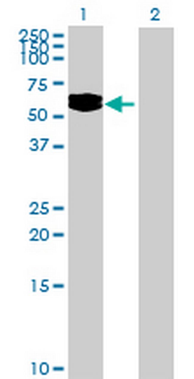 LOC200383 Antibody in Western Blot (WB)