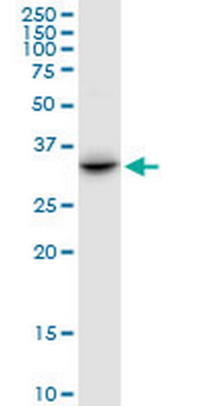 PRR6 Antibody in Western Blot (WB)