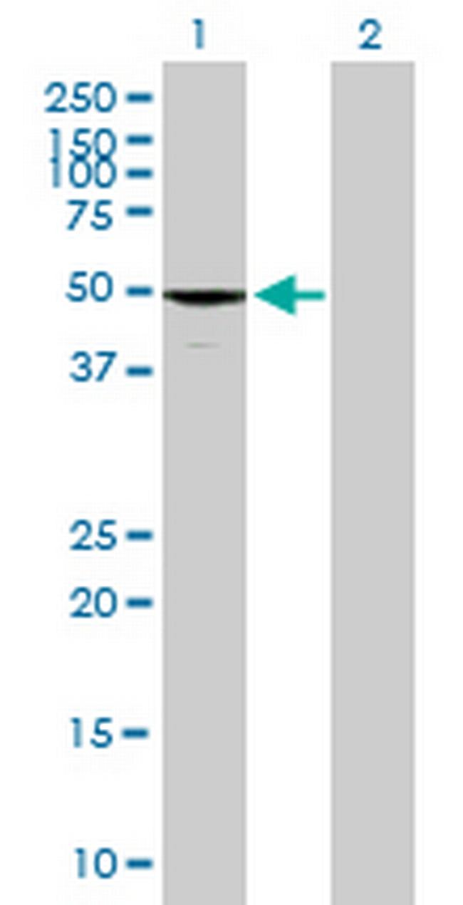 EFHA1 Antibody in Western Blot (WB)