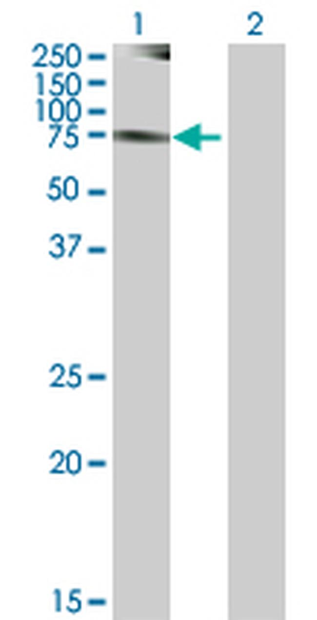 NEK8 Antibody in Western Blot (WB)