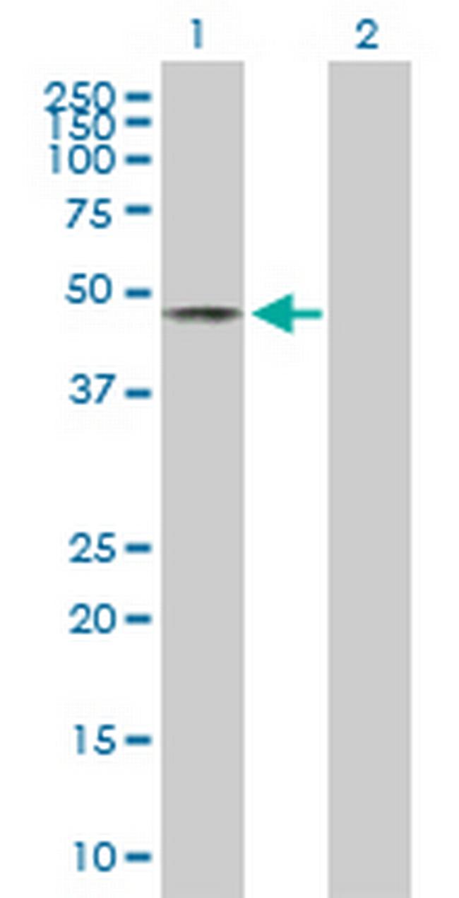 AER61 Antibody in Western Blot (WB)