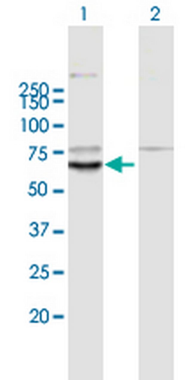 KLHL10 Antibody in Western Blot (WB)