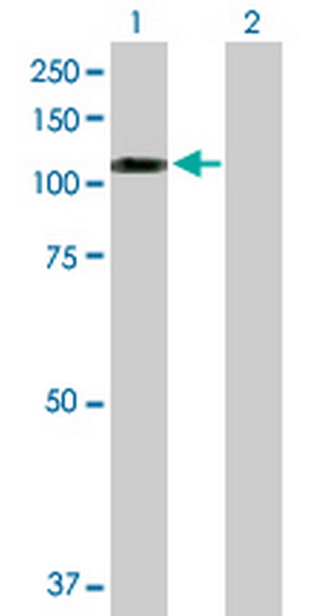 SNX19 Antibody in Western Blot (WB)