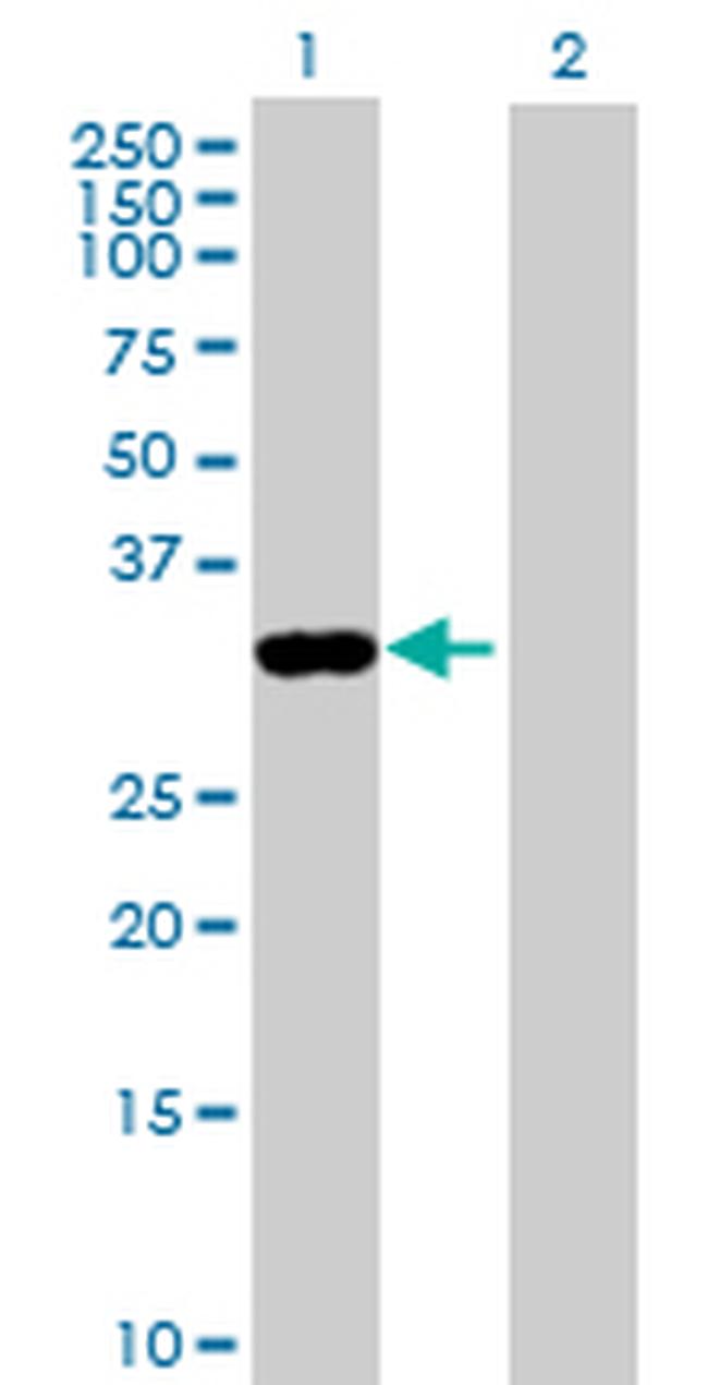 ANXA8 Antibody in Western Blot (WB)