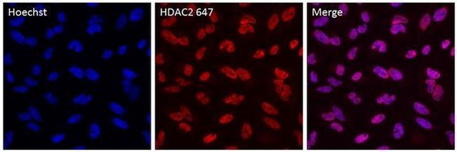 HDAC2 Antibody in Immunocytochemistry (ICC/IF)