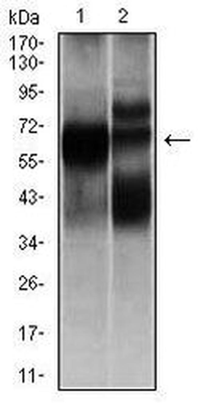 HEXA Antibody in Western Blot (WB)