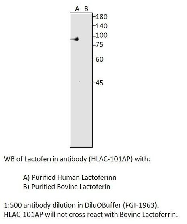 Human Lactoferrin Antibody in Western Blot (WB)