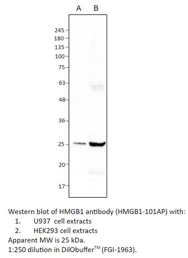 HMGB1 Antibody in Western Blot (WB)