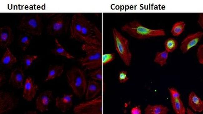 HMOX1 Antibody in Immunocytochemistry (ICC/IF)