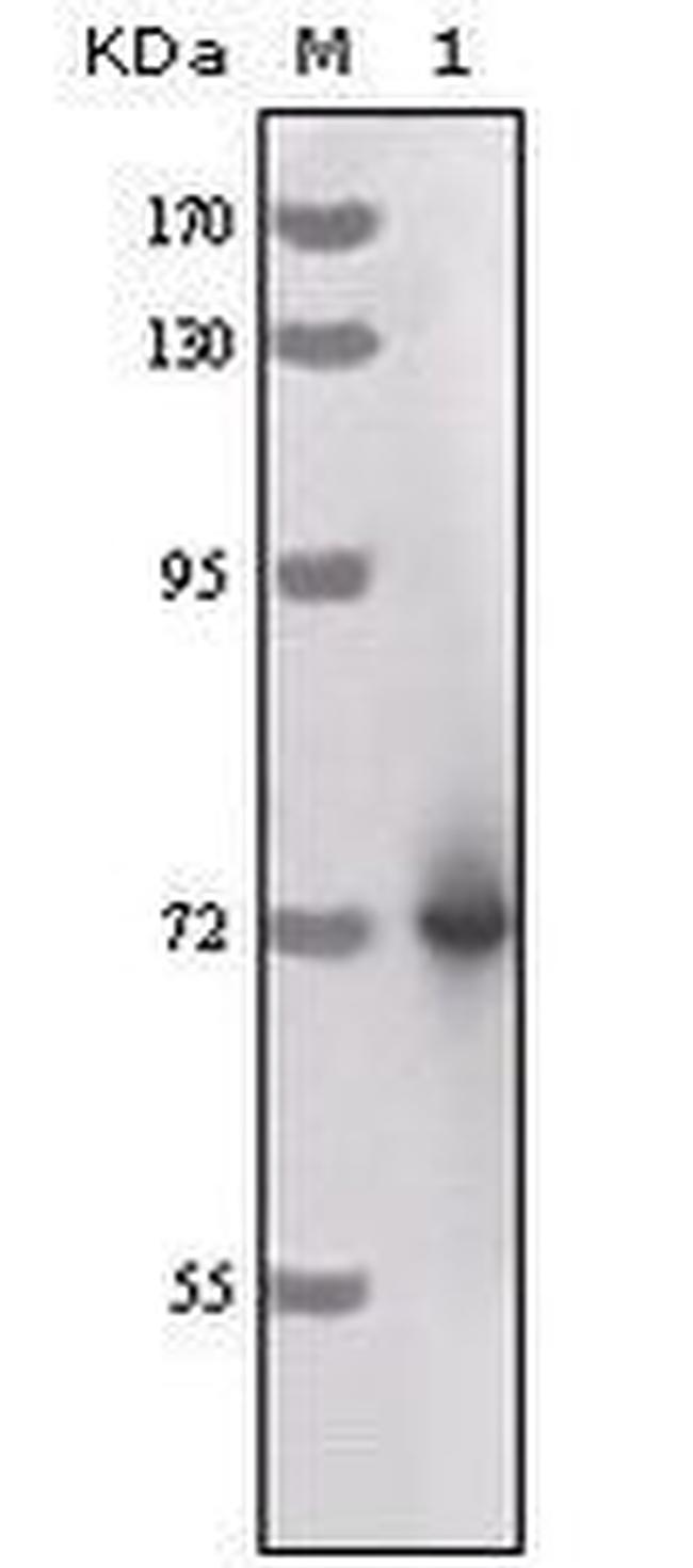 HRP Antibody in Western Blot (WB)