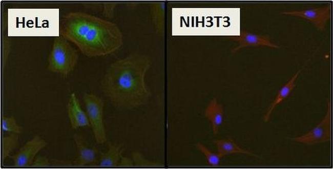 HSP27 Antibody in Immunocytochemistry (ICC/IF)