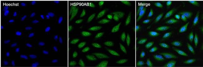 HSP90 beta Antibody in Immunocytochemistry (ICC/IF)