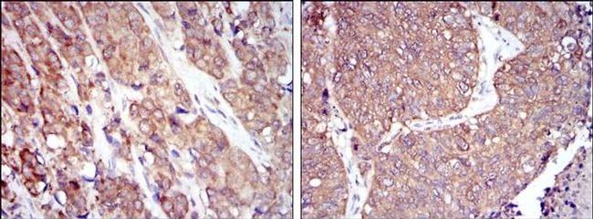 HSP90 beta Antibody in Immunohistochemistry (Paraffin) (IHC (P))