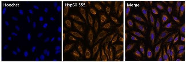 HSP60 Antibody in Immunocytochemistry (ICC/IF)