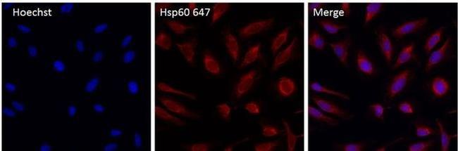 HSP60 Antibody in Immunocytochemistry (ICC/IF)