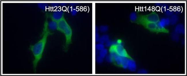 Huntingtin Antibody in Immunocytochemistry (ICC/IF)