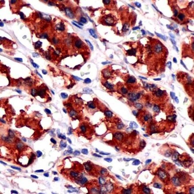 Growth Hormone Antibody in Immunohistochemistry (Paraffin) (IHC (P))