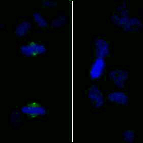 Phospho-Aurora A (Thr288) Antibody in Immunocytochemistry (ICC/IF)