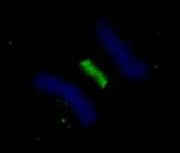 PLK1 Antibody in Immunocytochemistry (ICC/IF)