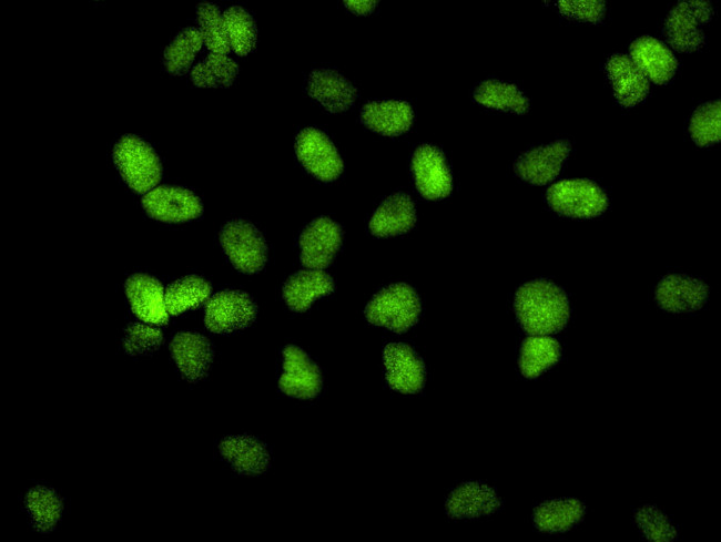 KAP-1 Antibody in Immunocytochemistry (ICC/IF)