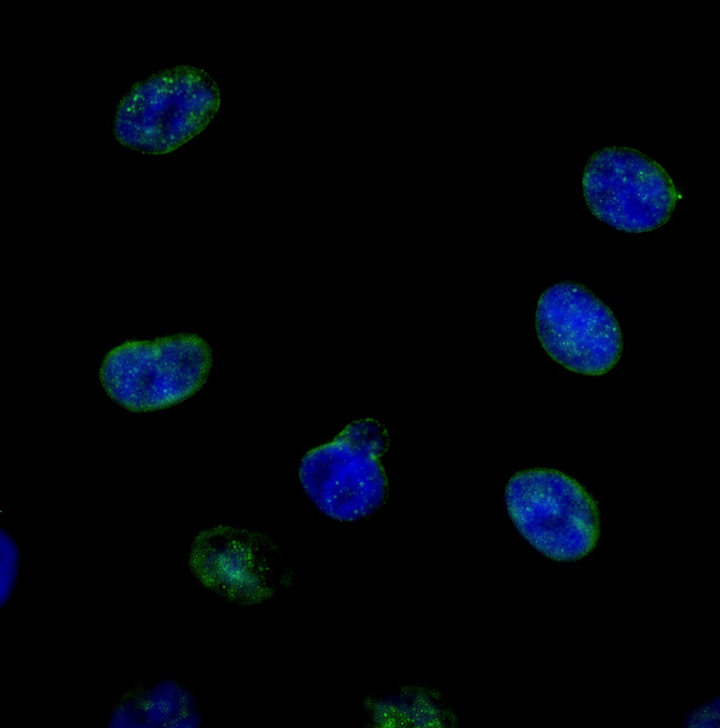 NUP214 Antibody in Immunocytochemistry (ICC/IF)