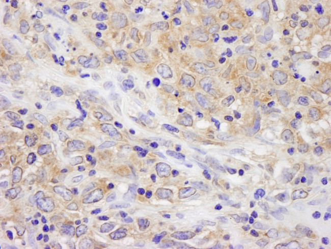 BIRC6/Apollon Antibody in Immunohistochemistry (Paraffin) (IHC (P))