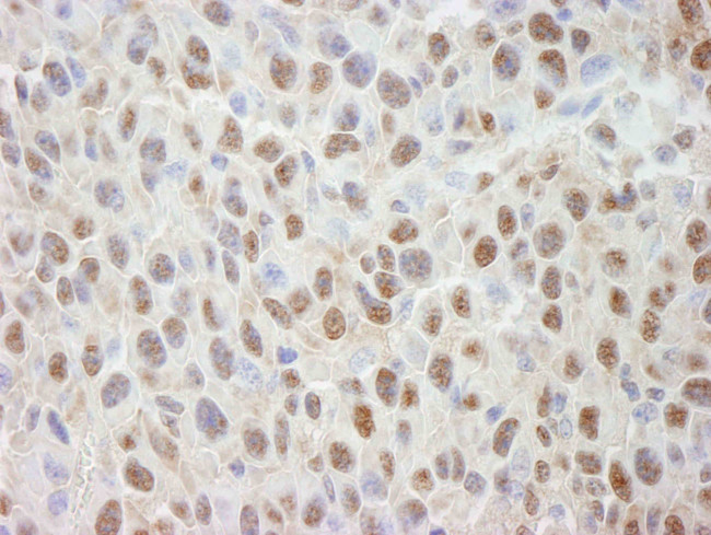 Cul4a Antibody in Immunohistochemistry (Paraffin) (IHC (P))