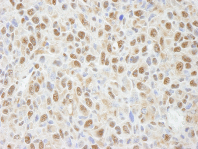 PPP4C Antibody in Immunohistochemistry (Paraffin) (IHC (P))