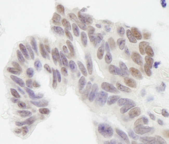 XLF Antibody in Immunohistochemistry (Paraffin) (IHC (P))