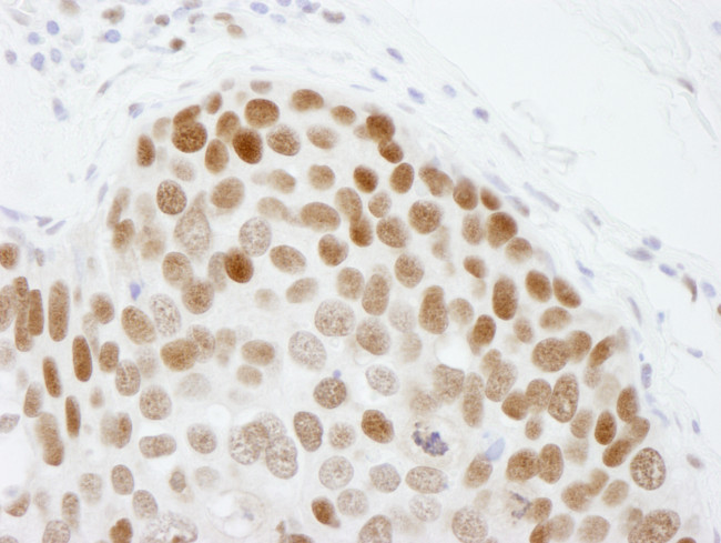 CBX3 Antibody in Immunohistochemistry (Paraffin) (IHC (P))