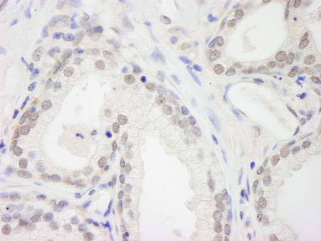 RBM12 Antibody in Immunohistochemistry (Paraffin) (IHC (P))