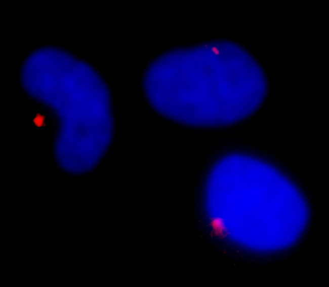 Pericentrin/Kendrin Antibody in Immunocytochemistry (ICC/IF)