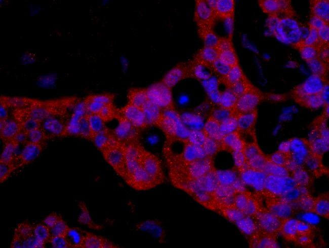 FKBP4/FKBP52 Antibody in Immunohistochemistry (Paraffin) (IHC (P))