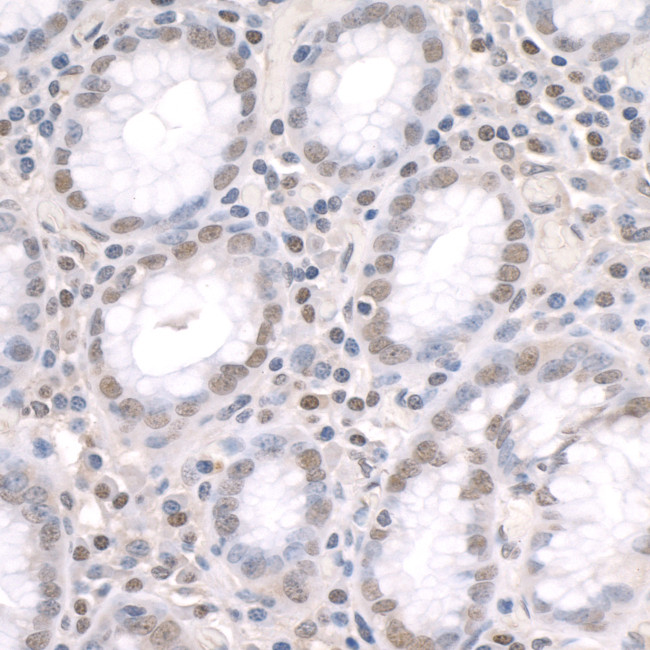 ZFP106 Antibody in Immunohistochemistry (Paraffin) (IHC (P))