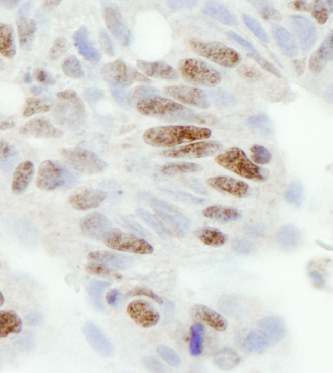 ZC3H11A Antibody in Immunohistochemistry (Paraffin) (IHC (P))