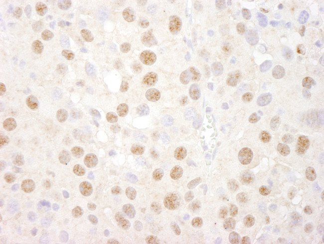 CREB Antibody in Immunohistochemistry (Paraffin) (IHC (P))