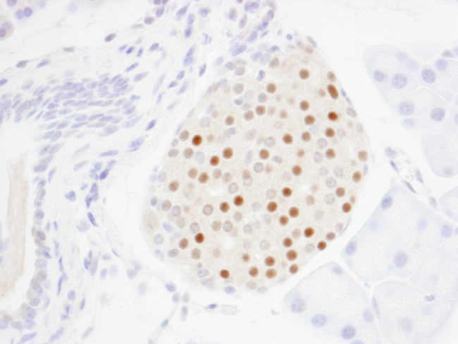 MafA Antibody in Immunohistochemistry (Paraffin) (IHC (P))