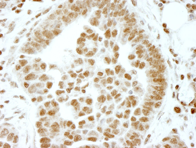 ERF Antibody in Immunohistochemistry (Paraffin) (IHC (P))