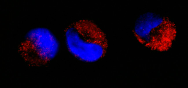 cAbl Antibody in Immunocytochemistry (ICC/IF)