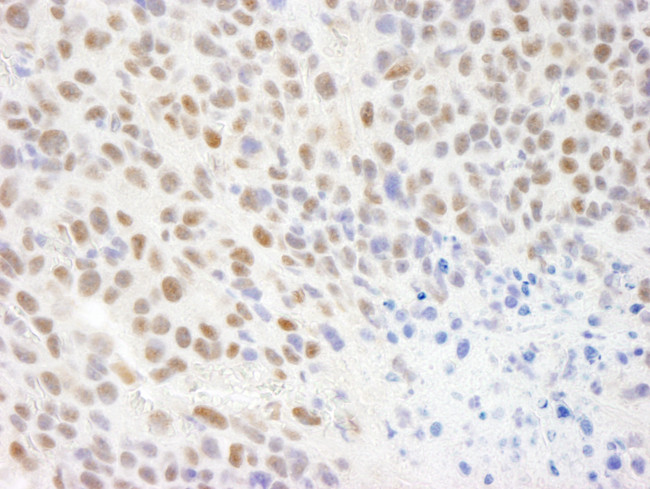 KIAA0082 Antibody in Immunohistochemistry (Paraffin) (IHC (P))