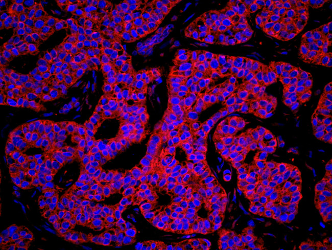 KARS Antibody in Immunohistochemistry (Paraffin) (IHC (P))