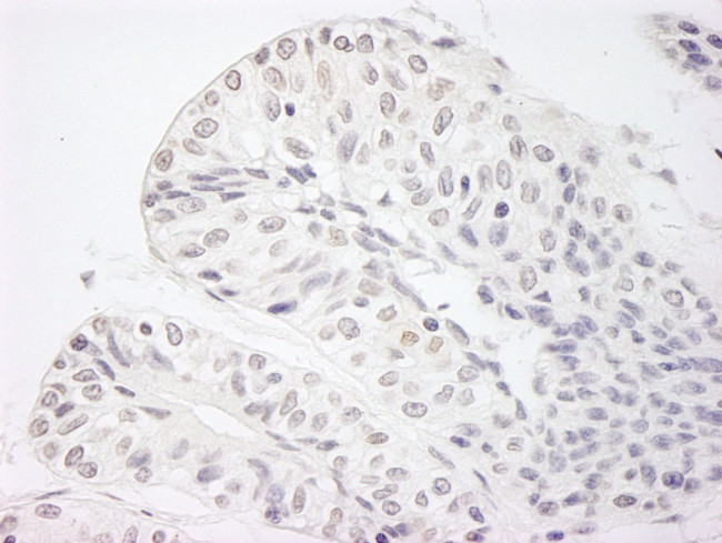 JARID1A/RBP2 Antibody in Immunohistochemistry (Paraffin) (IHC (P))