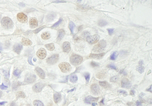 BCAS3 Antibody in Immunohistochemistry (Paraffin) (IHC (P))