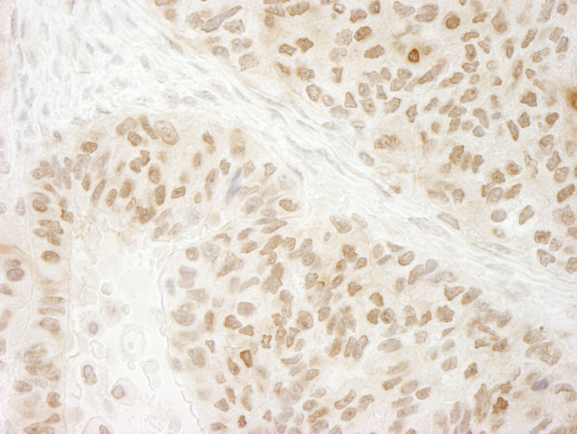 G9A/EHMT2 Antibody in Immunohistochemistry (Paraffin) (IHC (P))