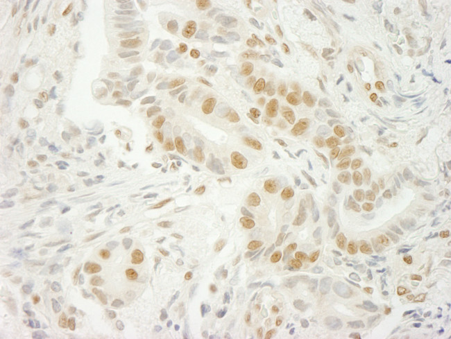 U2AF35 Antibody in Immunohistochemistry (Paraffin) (IHC (P))